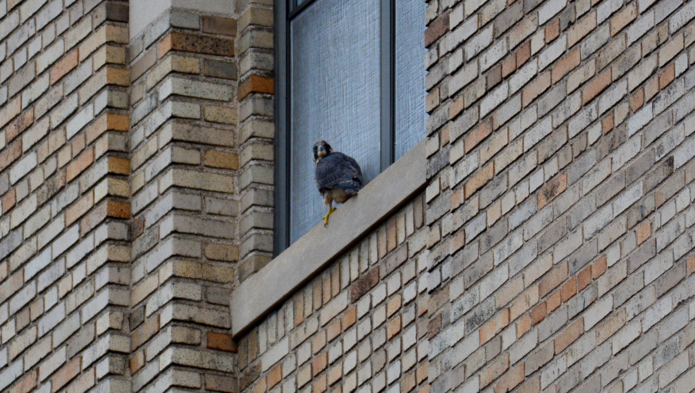 Max puts down on a 14th story window 