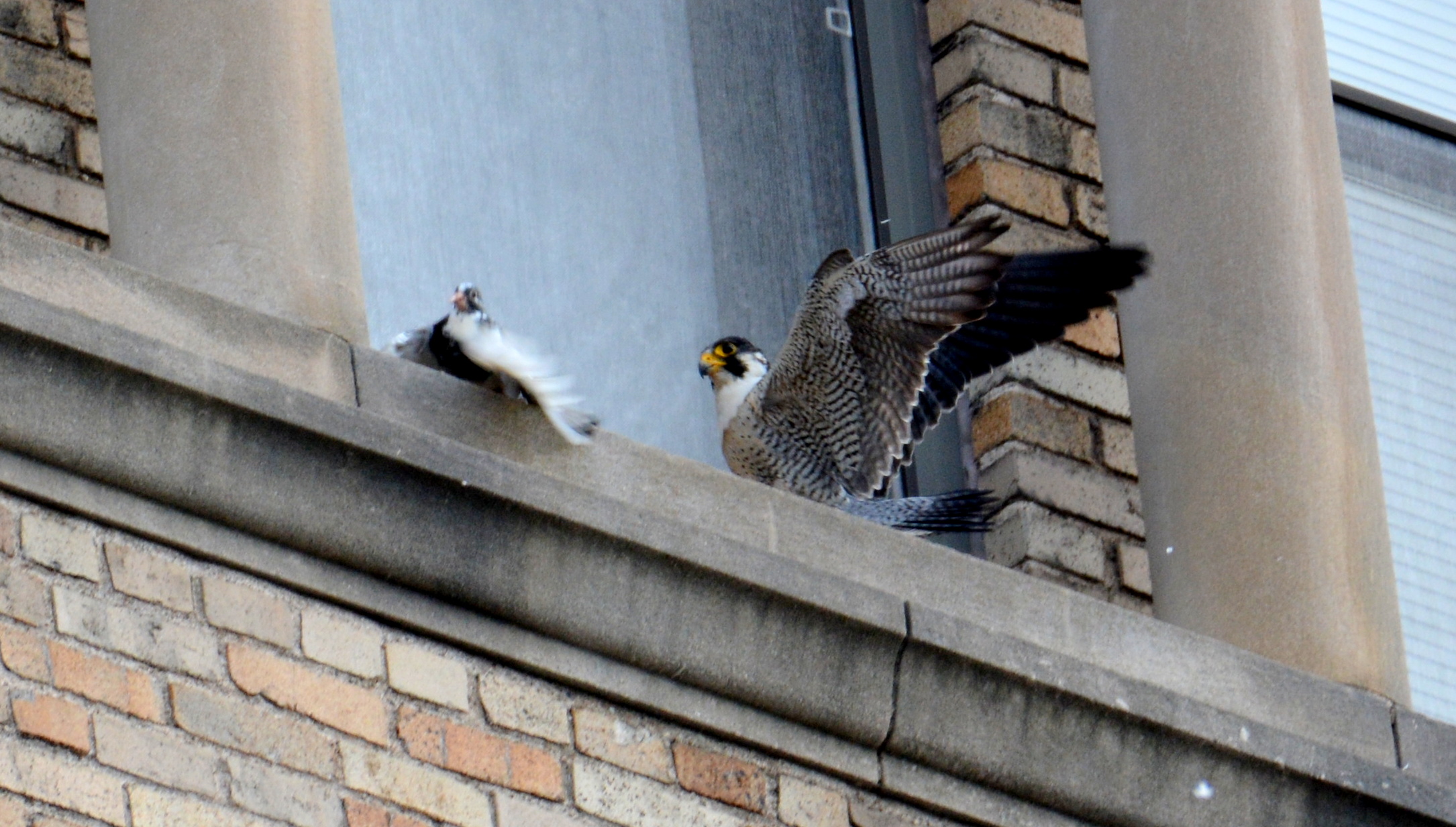 Ares corners a Pigeon on a window sill - It gets away