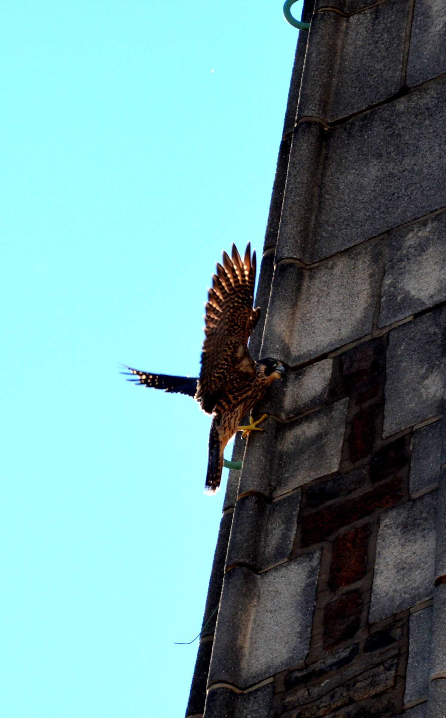 Not the best landing on the side of the steeple, but he recovered