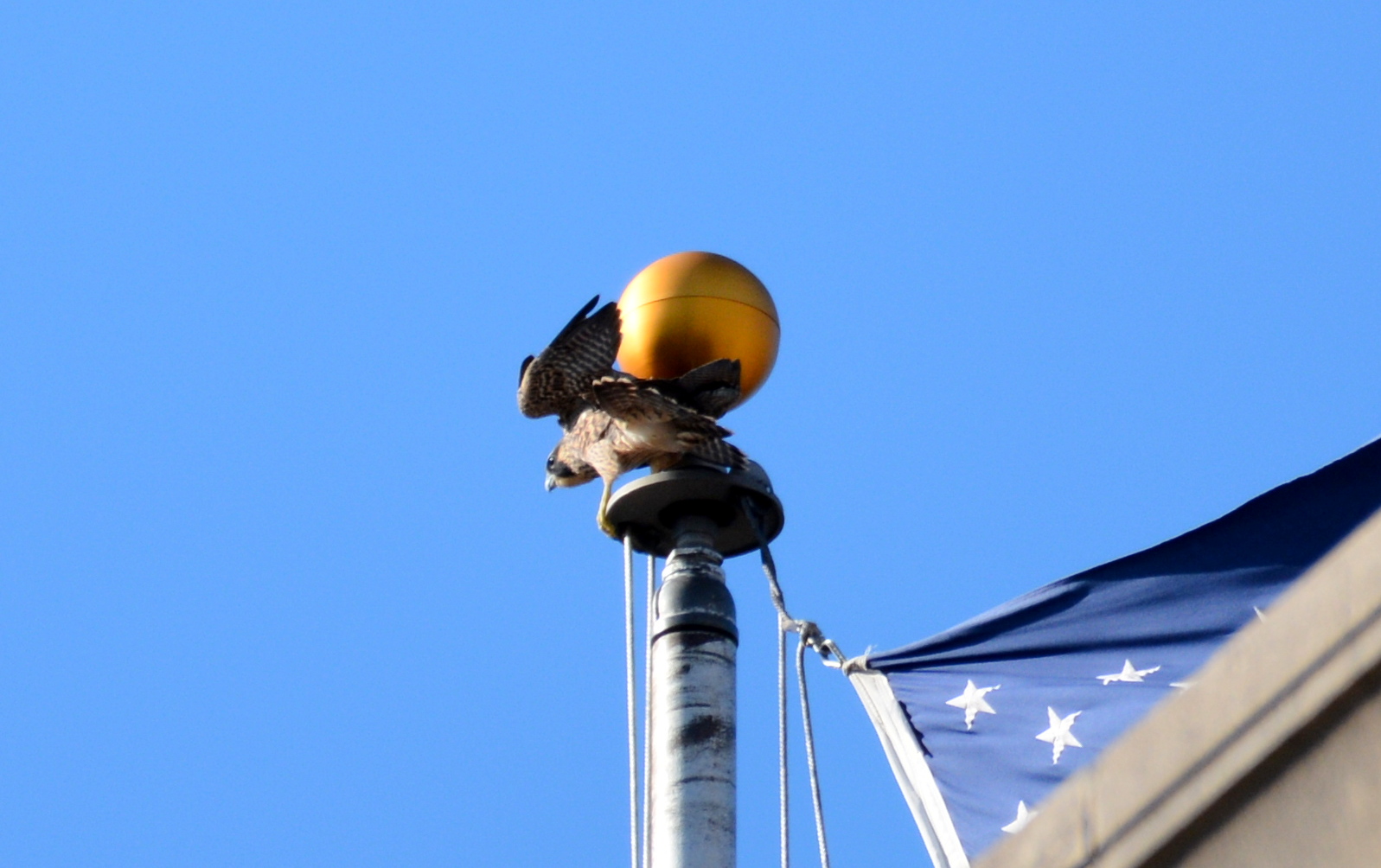 Another interesting place to land is the top of a flagpole on the bank's roof