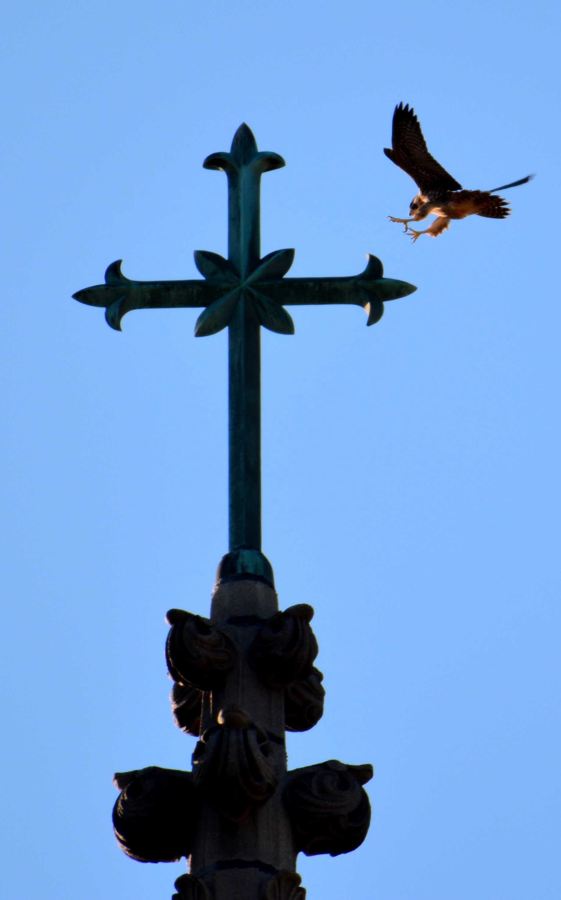 Coming down for a landing on the cross at the very top of the steeple