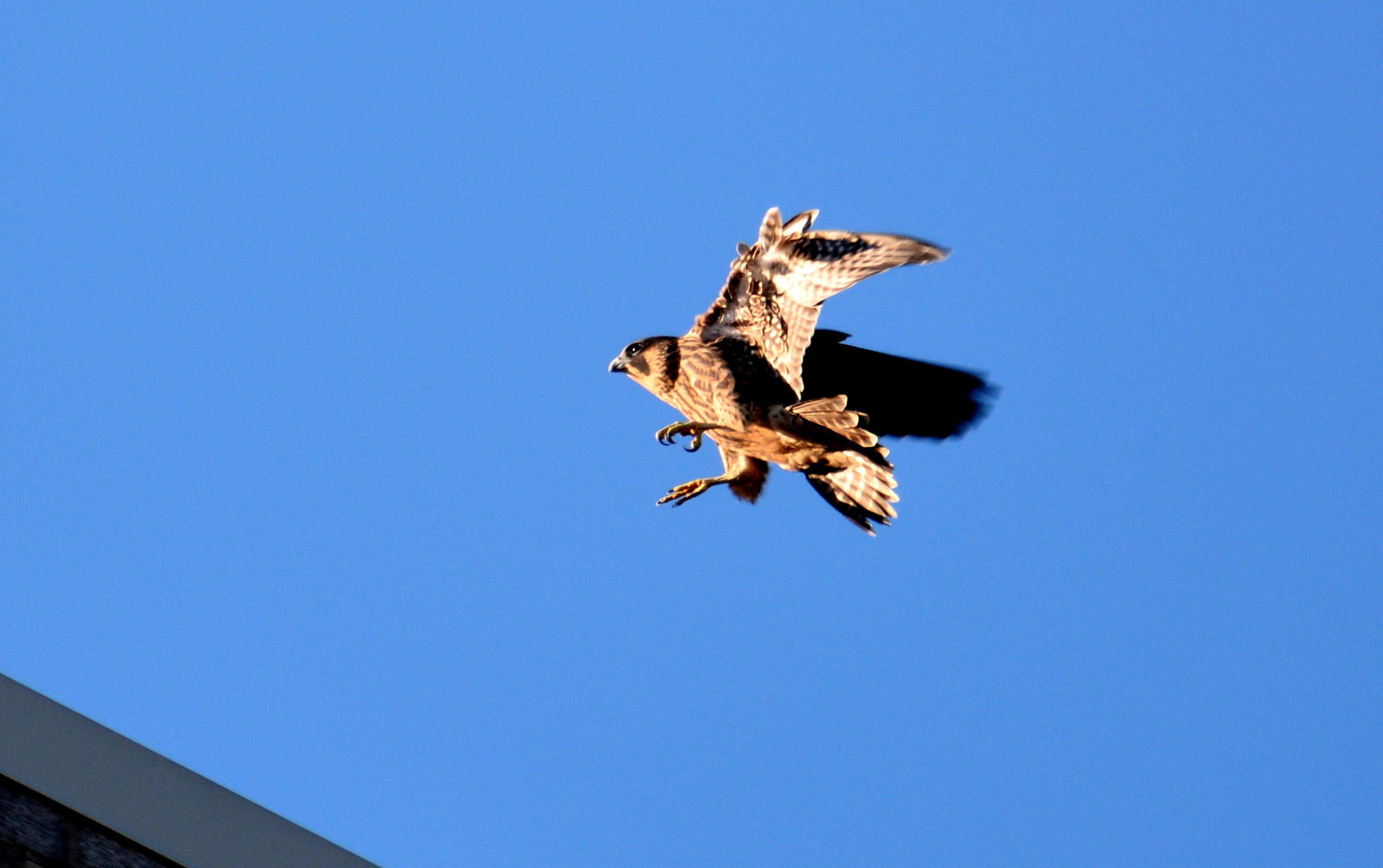 Coming in for an excellent landing on the roof of the Bank