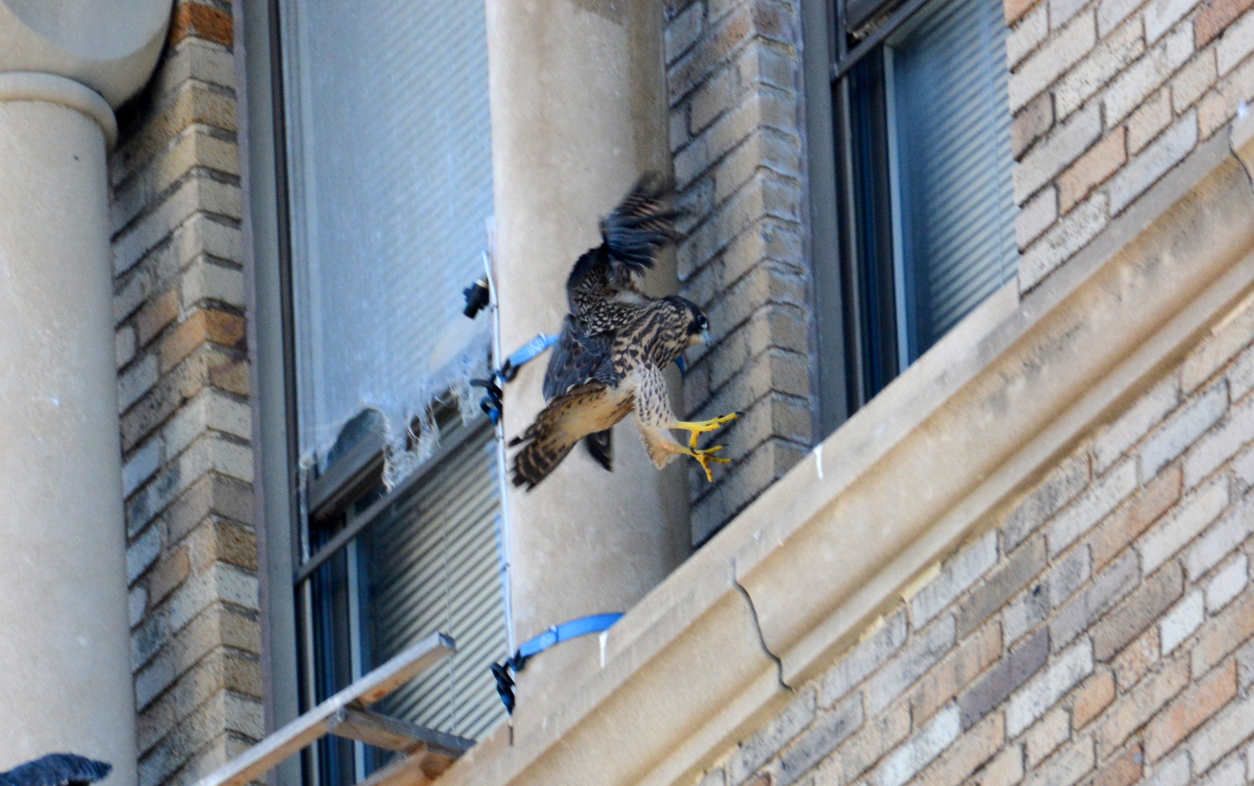 Making a great landing just east of the nest box