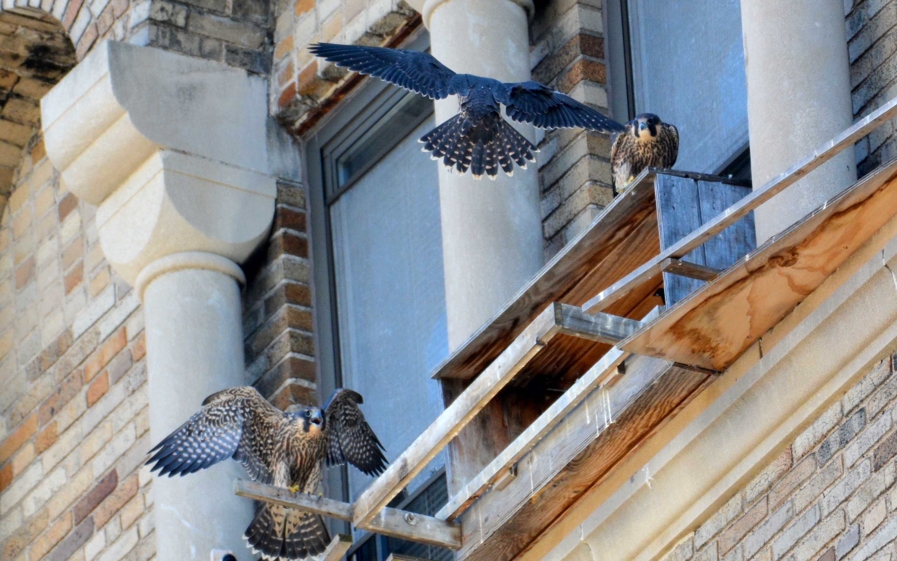 All the boys return to the nest box to hang out with their (at this point) unfledged sister - and to have lunch