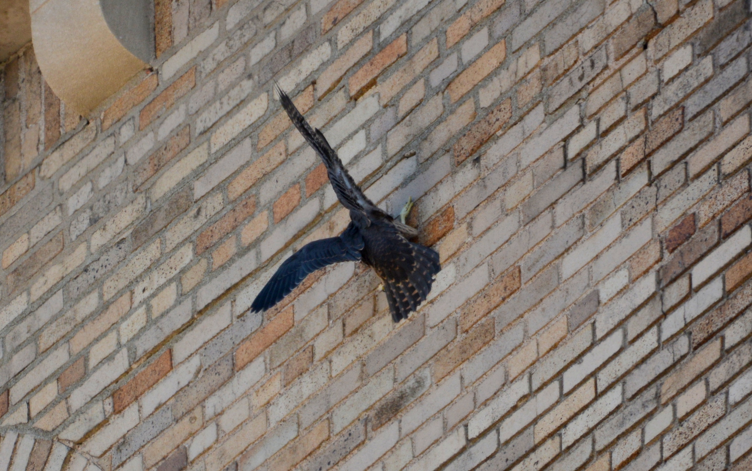 Luna makes a rough landing on the wall of the bank, but soon recovers and lands well