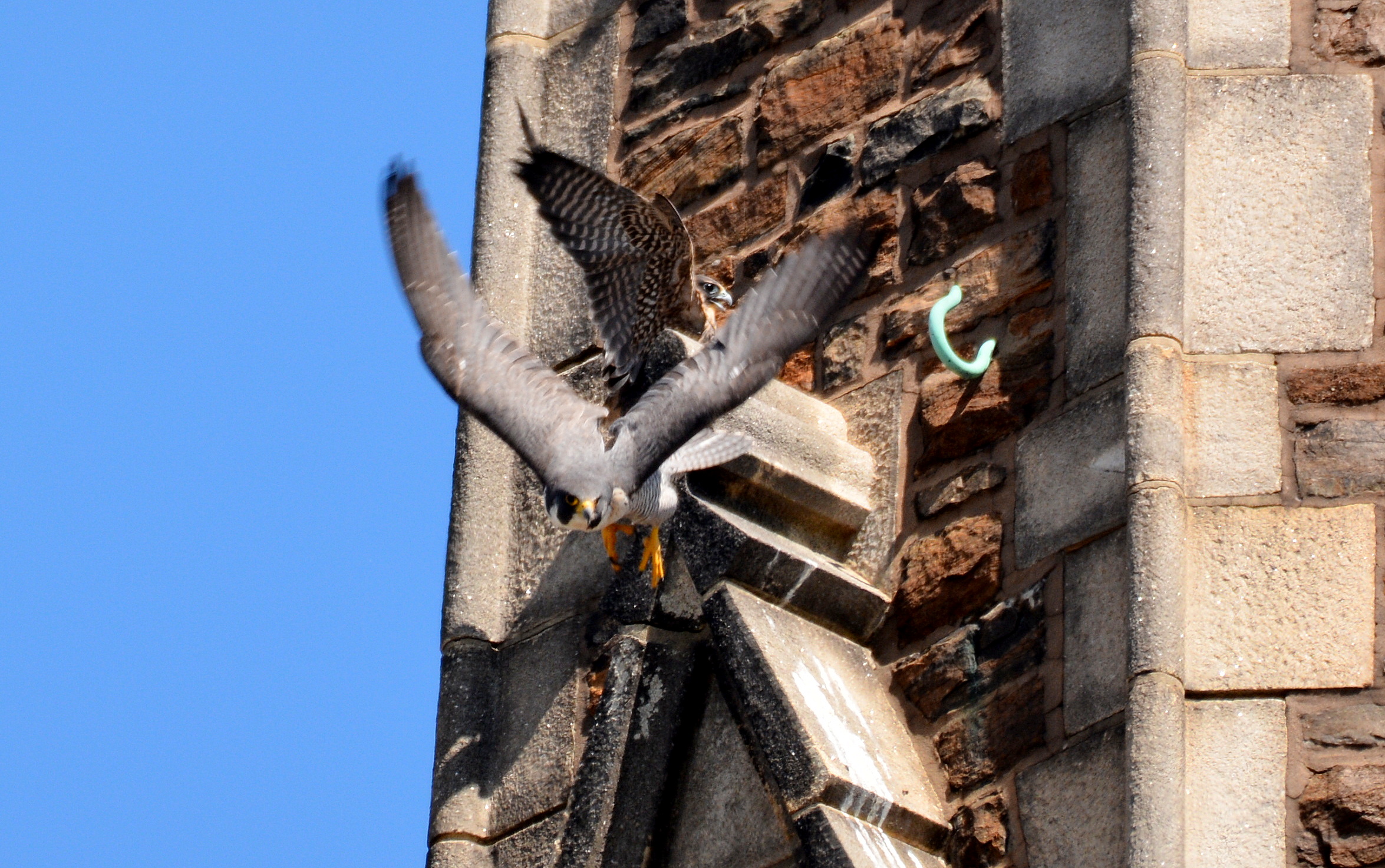 Zander displaces Astrid from her steeple perch