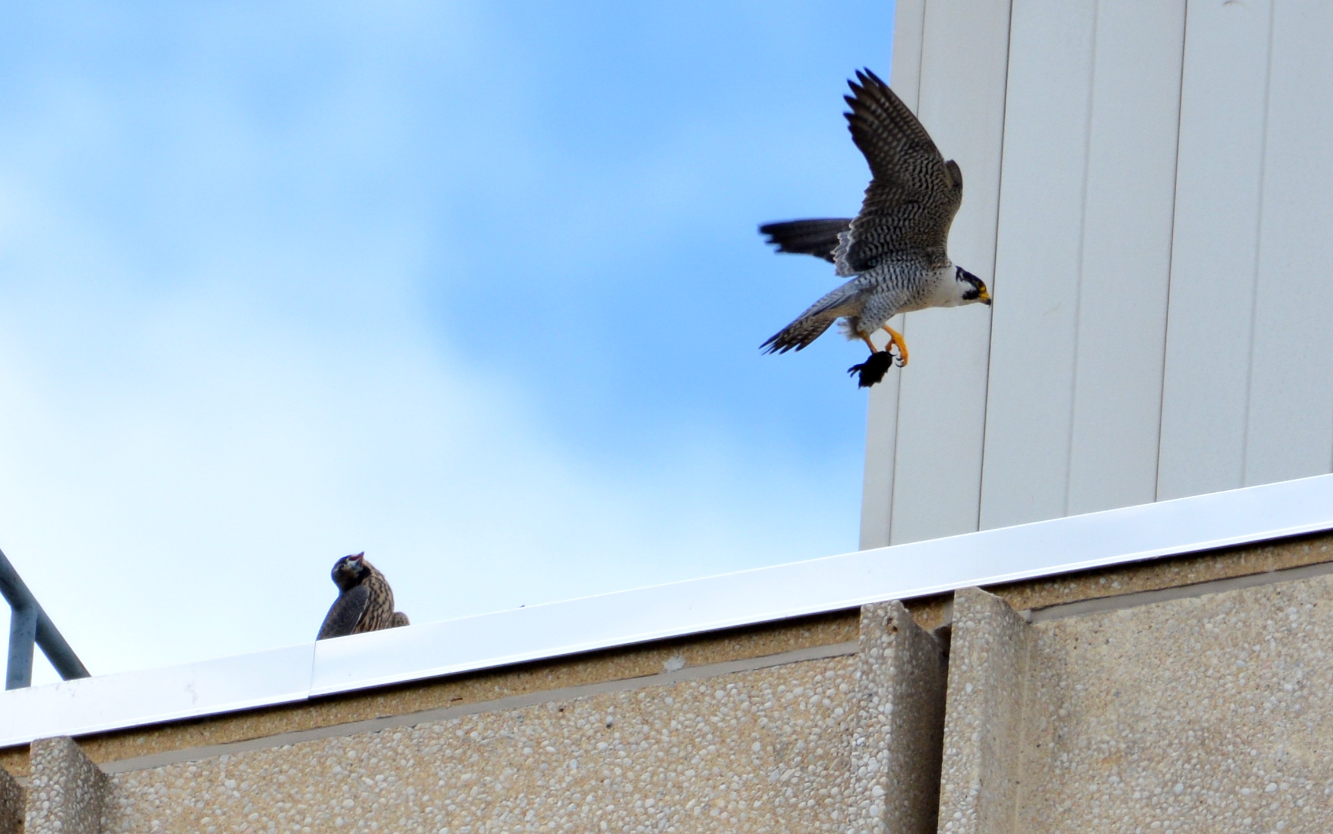 Ares almost drops off food to Max on the roof of the State Building