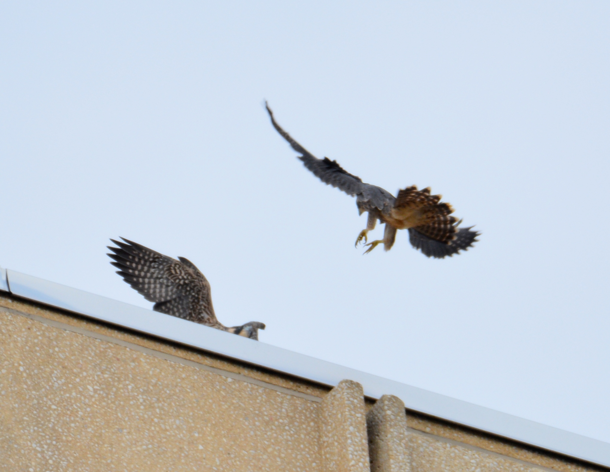 Astrid joins Spirit on the roof of the State Building