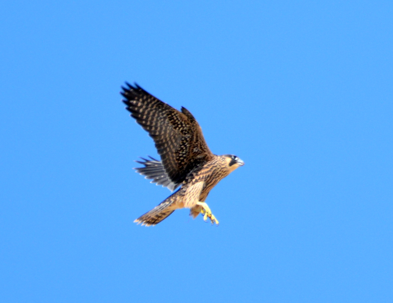 Zander comes in for a landing