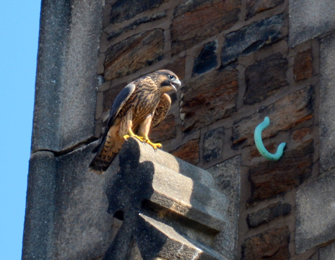 Zander takes a nice perch on the church steeple