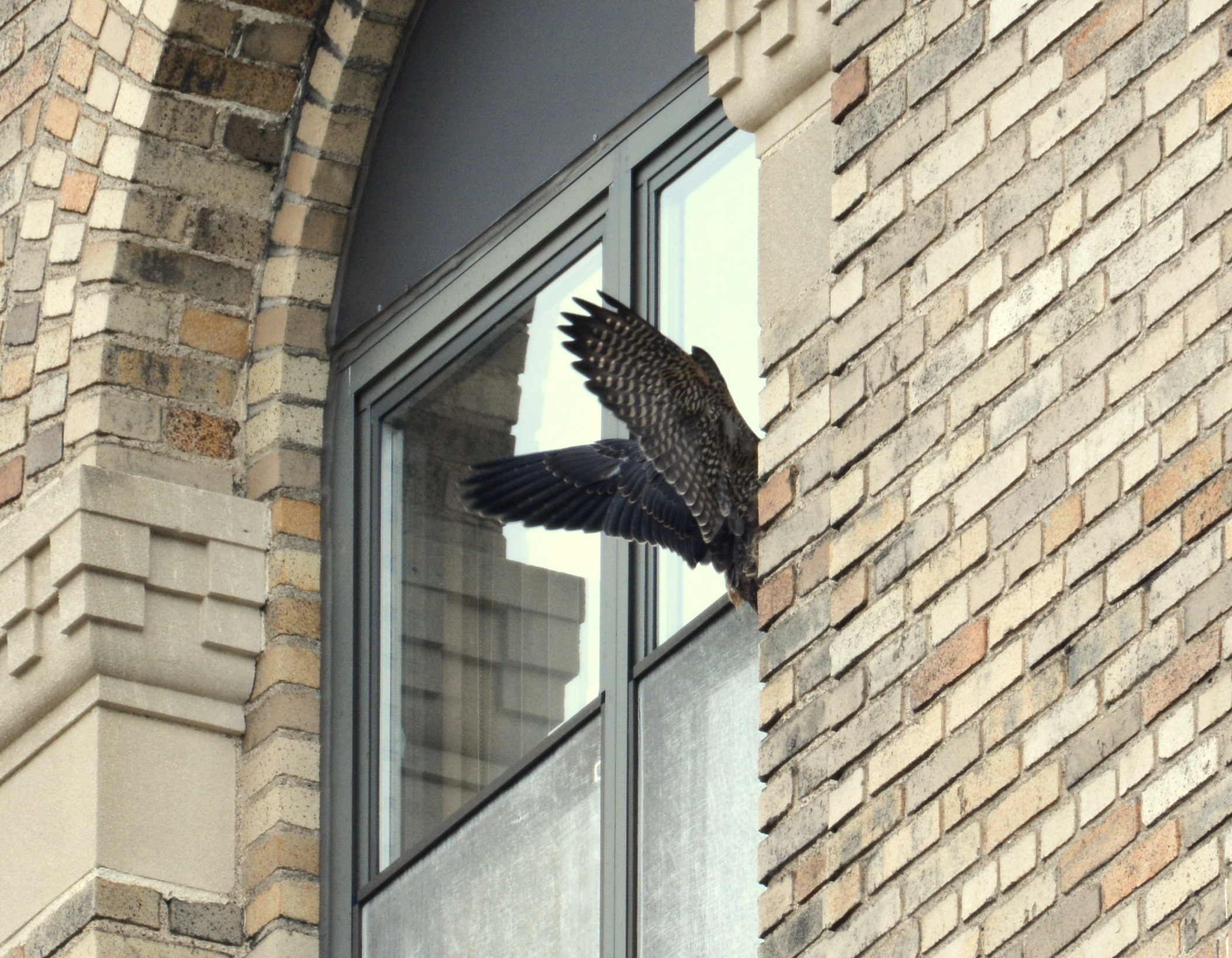 A strange landing on an upper window of a bank office