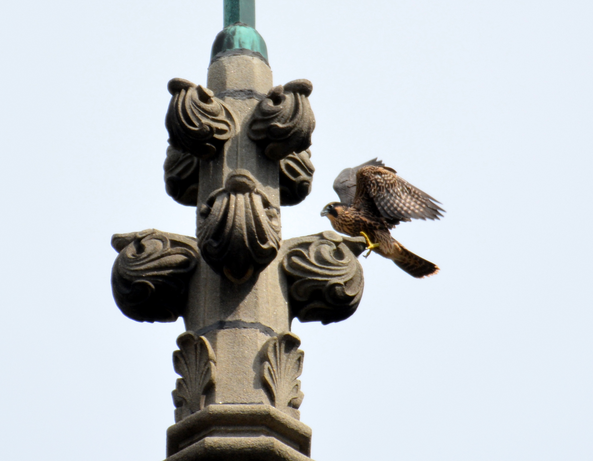 Finding some unique places to perch