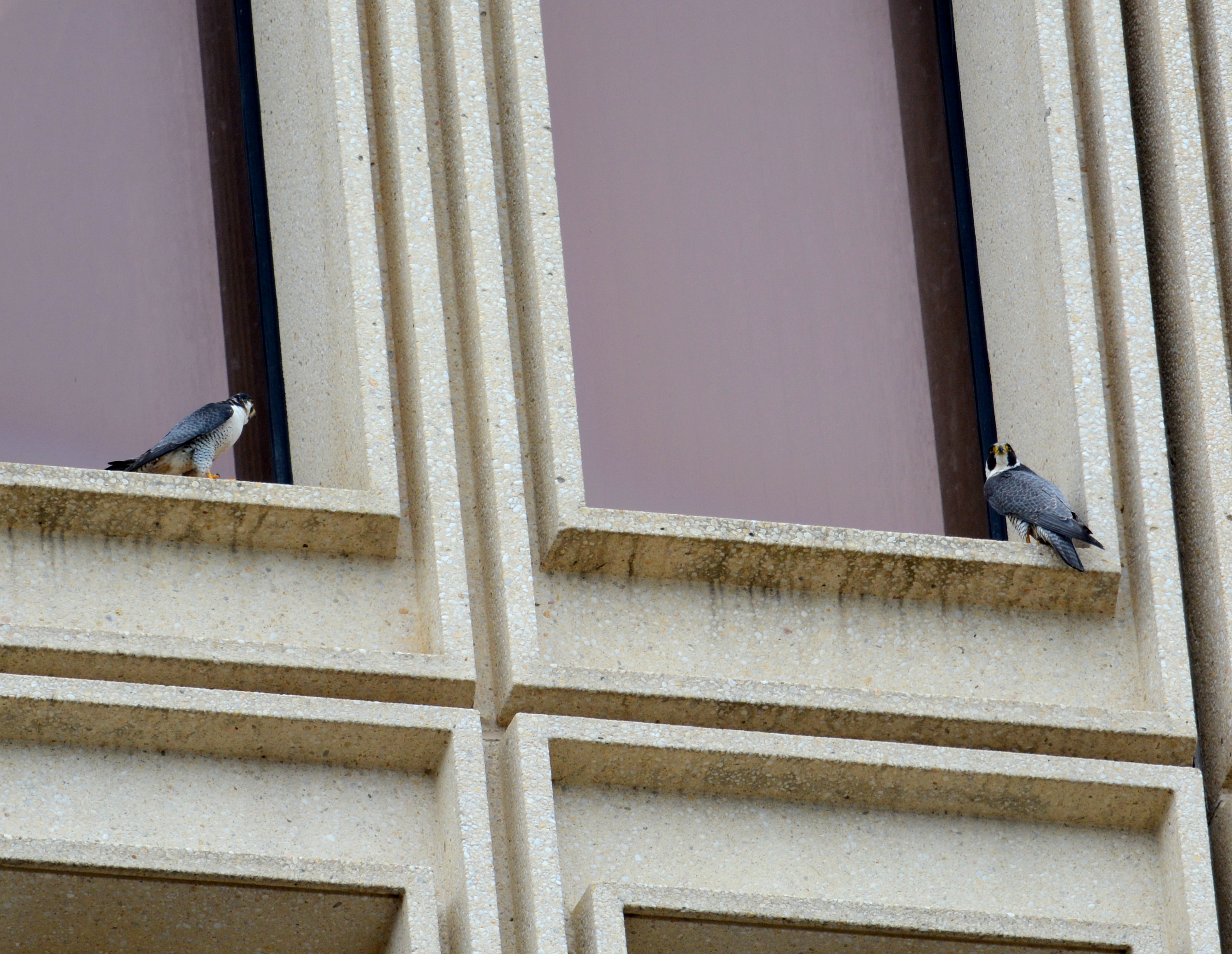 Ares and Astrid perch in windows close to where Max was hiding out after his accident