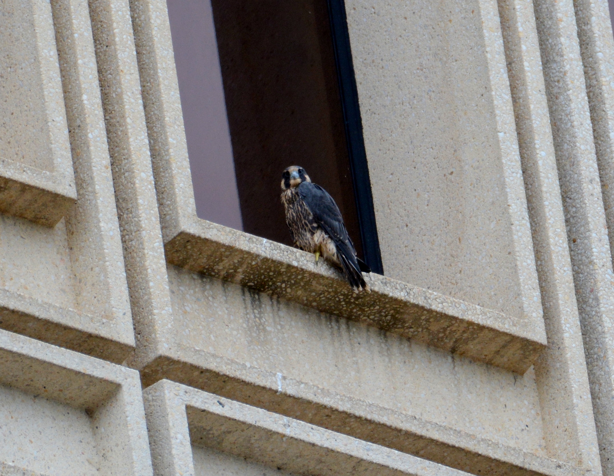 Max perches in the same window sill for the whole day after suffering a tumble