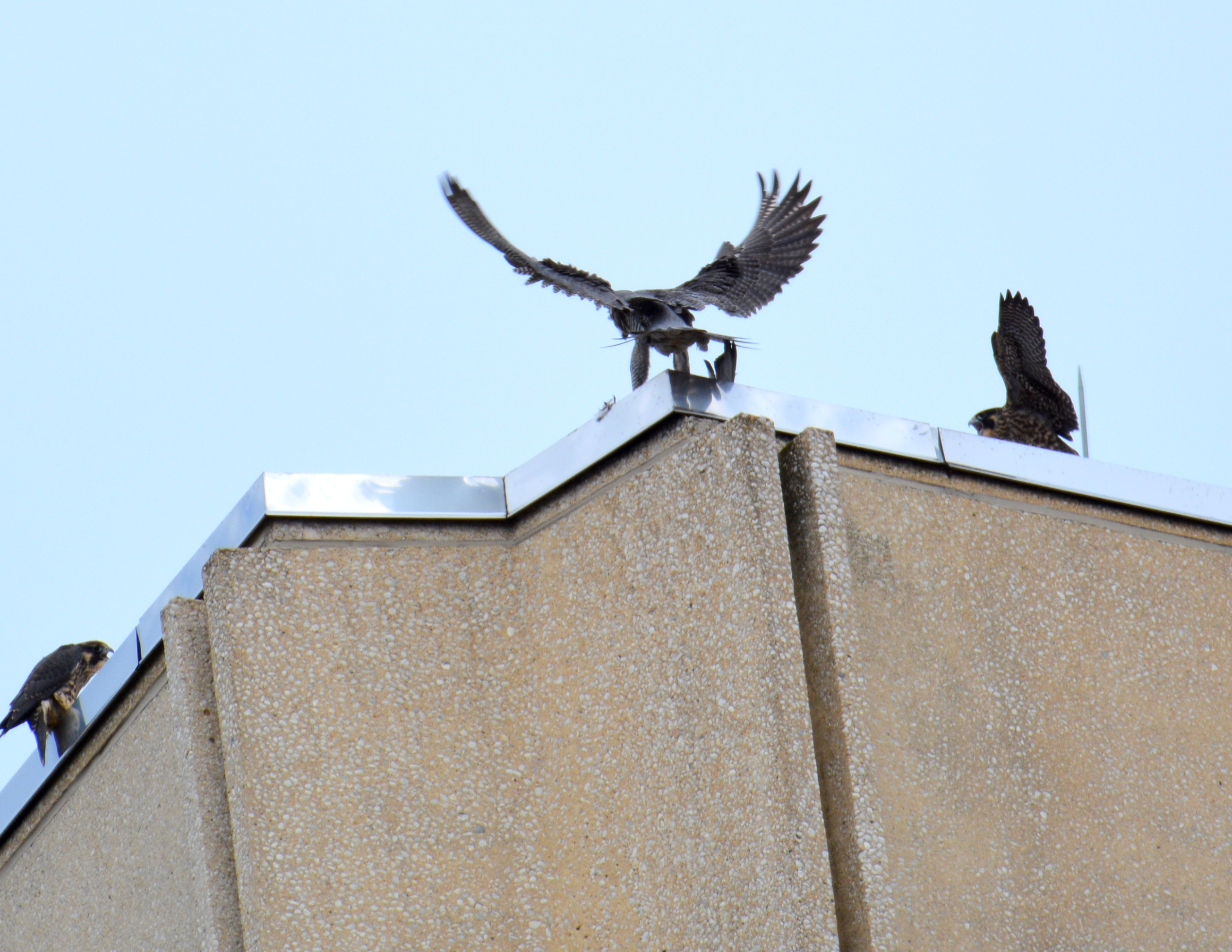 Astrid drops off food to two  juveniles on the roof of the State Building 