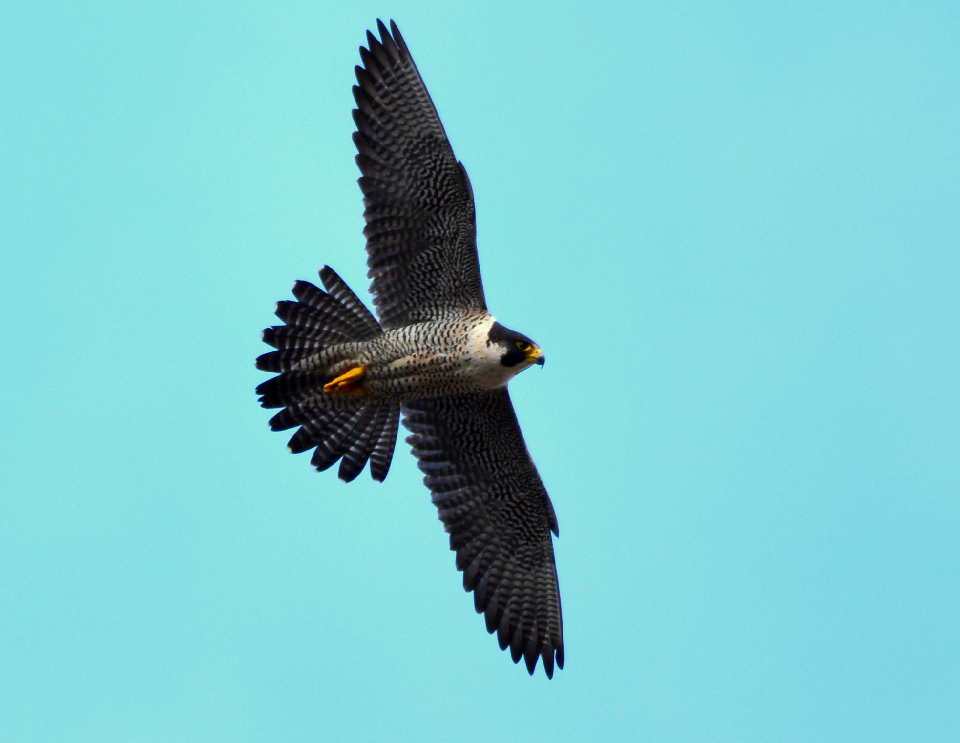 Astrid soars over the falcon watchers