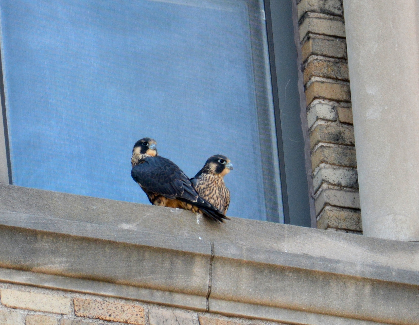 Siblings spending some quality time on a window ledge on the ADK Bank