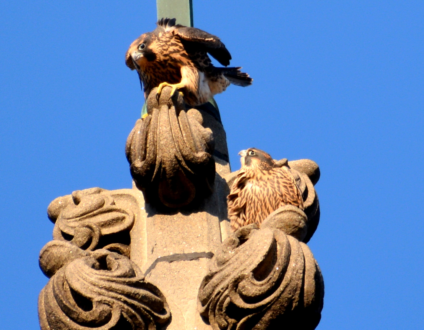 Zander looks up at Max after he joins him on the very top of the Church Steeple 