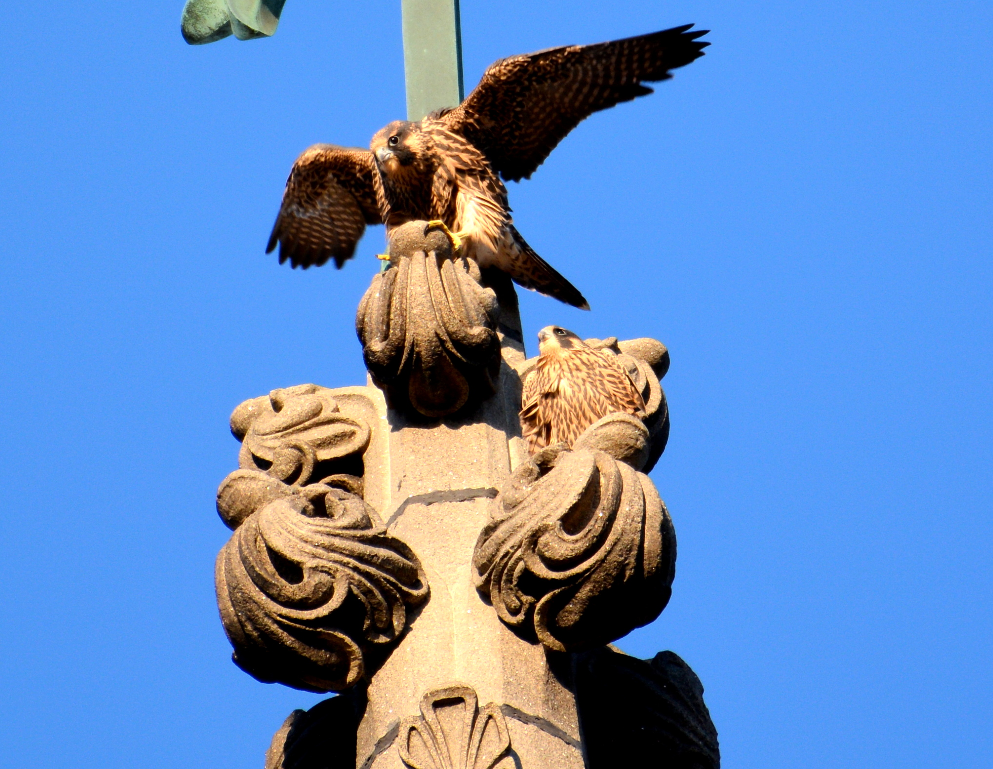 Falcons make great living Gargoyles - perfect for any building facade  