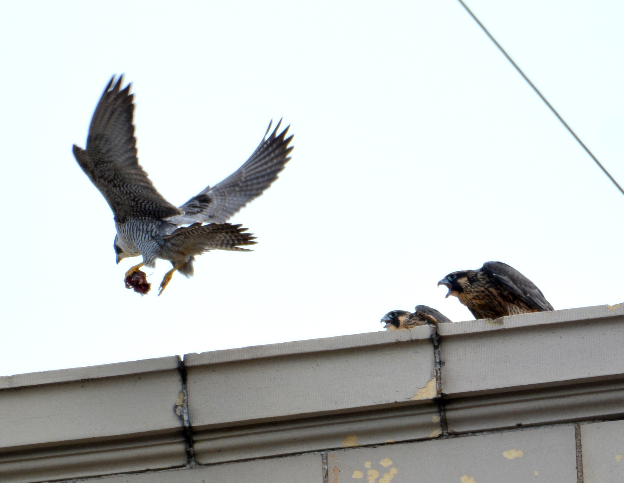 Food drop on the hotel