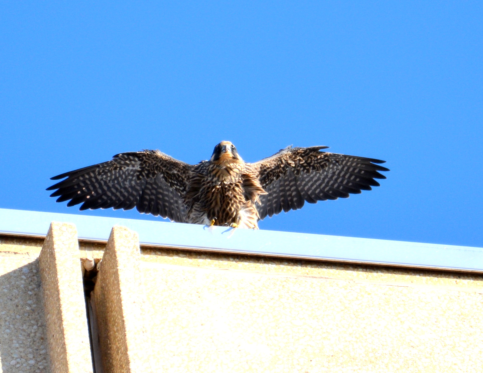 Spirit - up on the roof of the State Building. This was just after her bath and she looks a little like a man in a falcon suit.