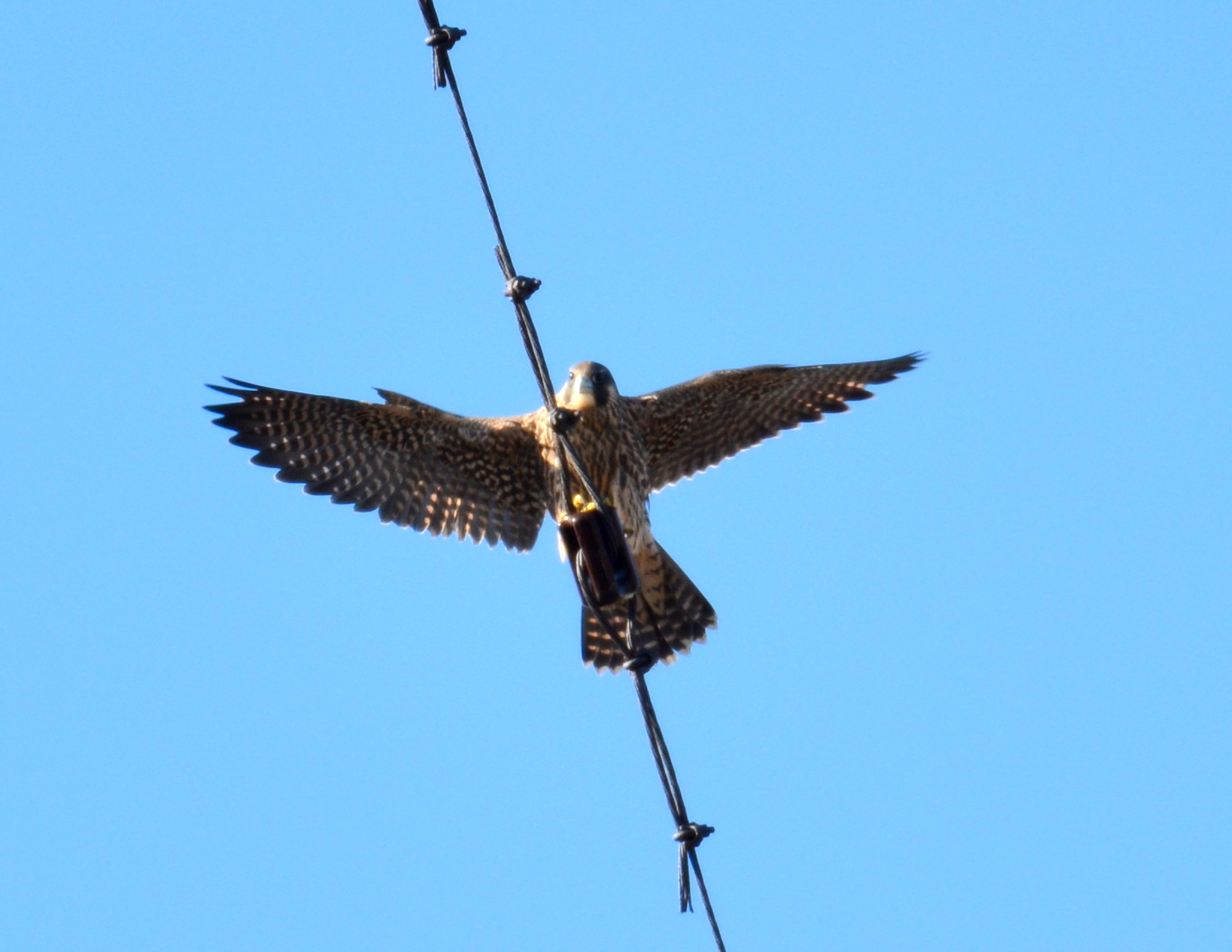 Perching on a wire on the top of the hotel