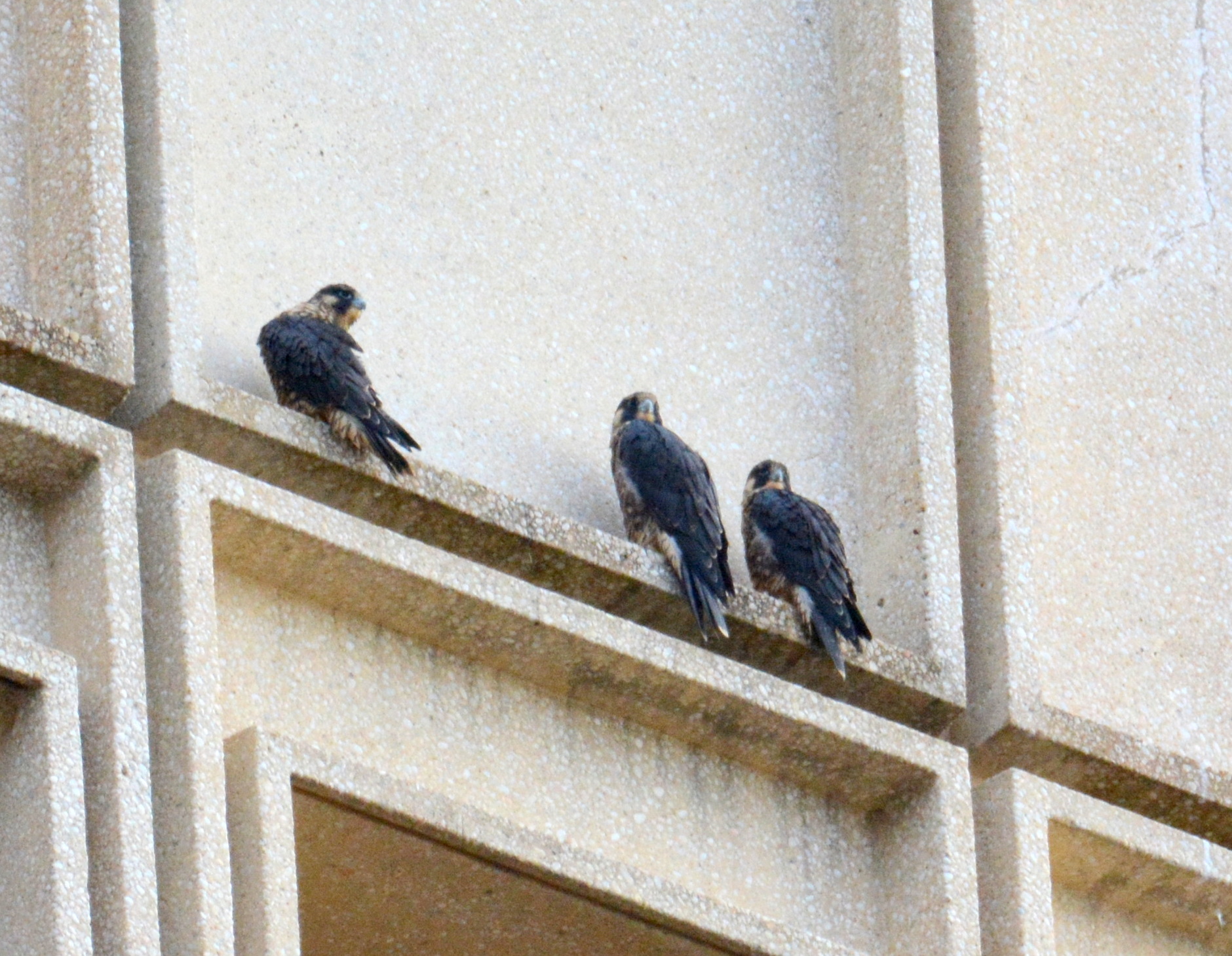 Luna, Zander and Spirit perch tight together during the rain storm