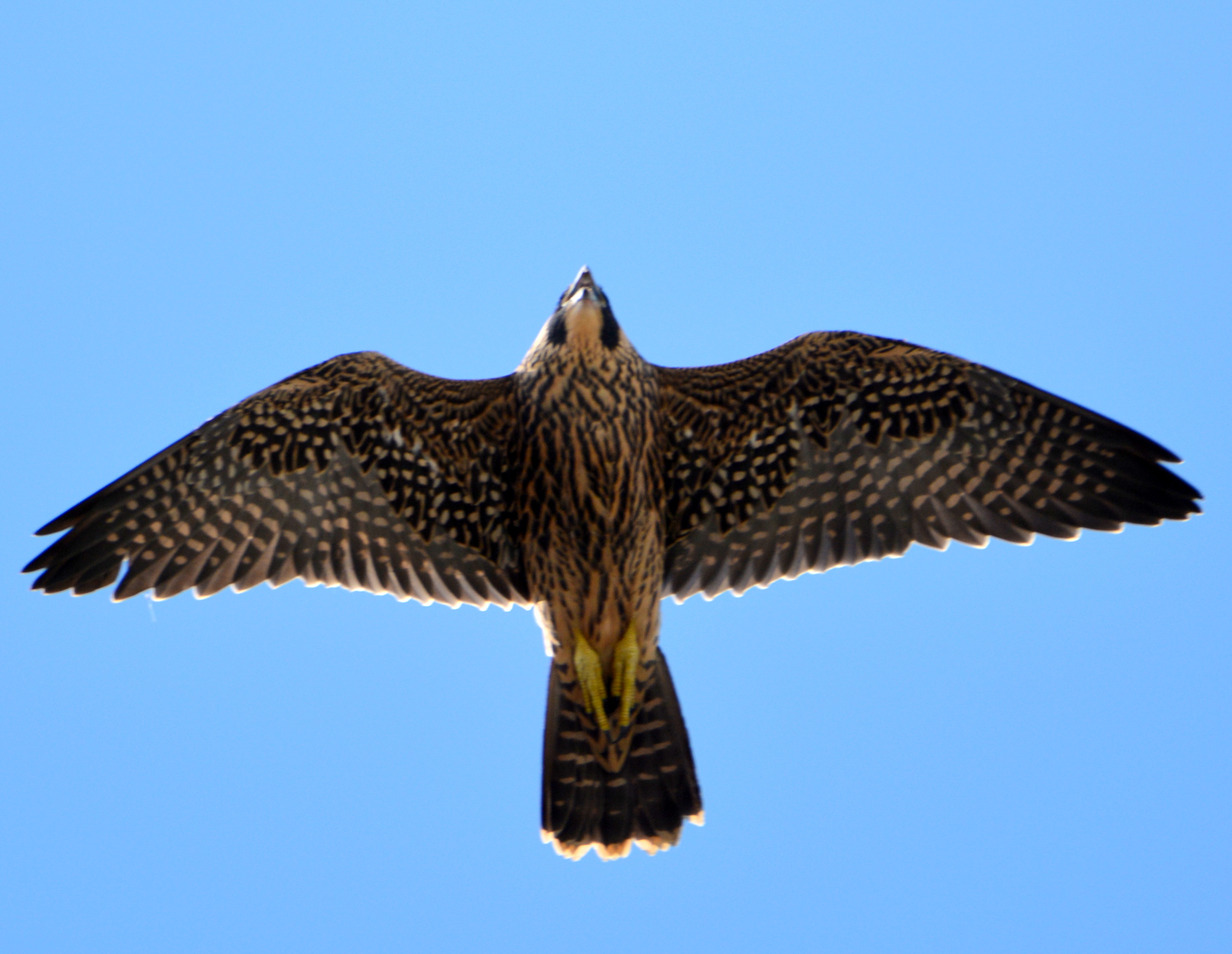 There was some fantastic flying by all four fledglings today