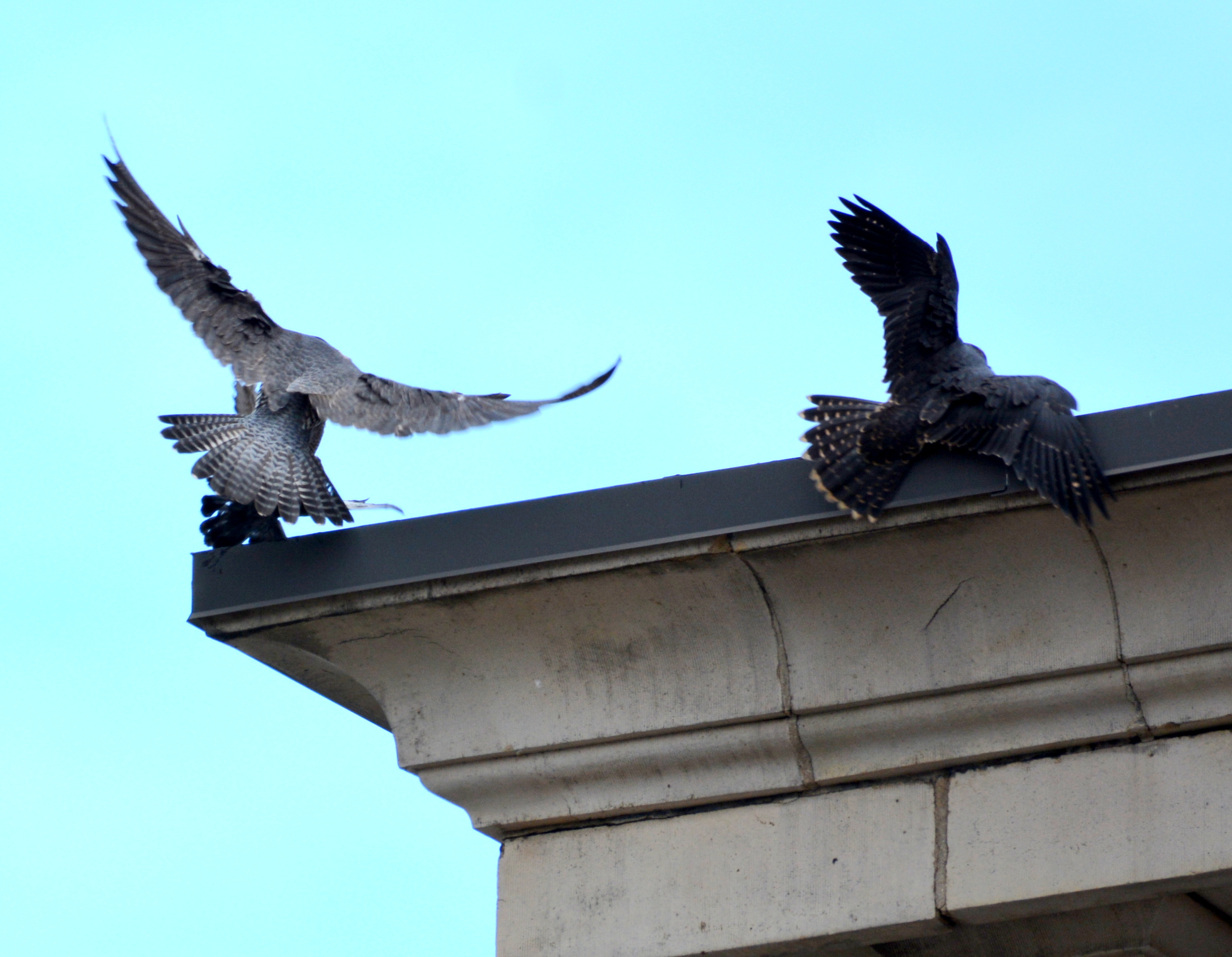 Astrid comes in for a landing on the hotel ledge, but she still doen t want to compromise his territiry 