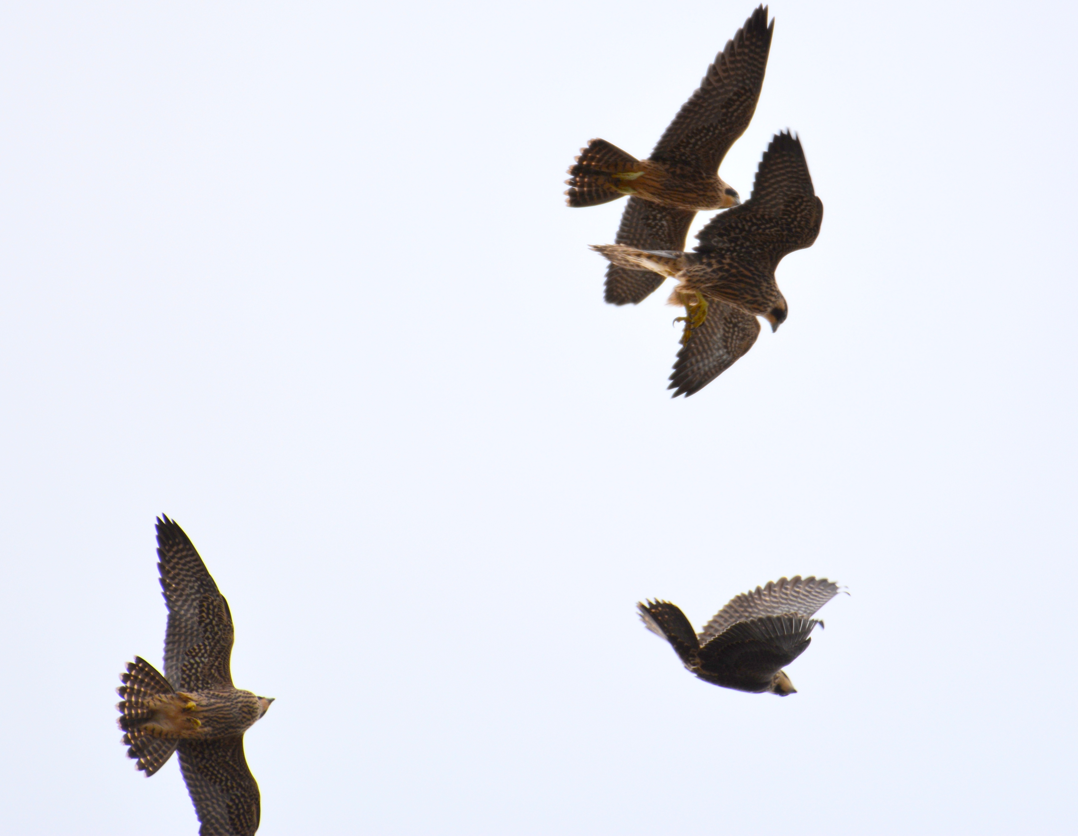 All four kids in the air together