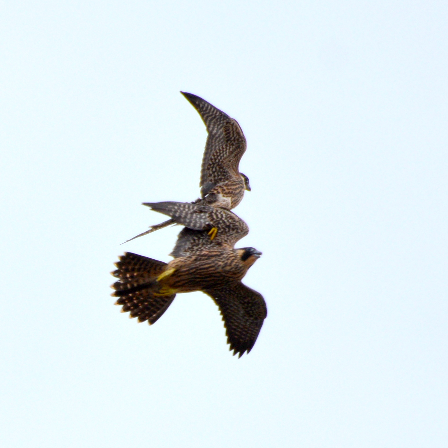 Grabbing your brother's wing while flying isn't fair