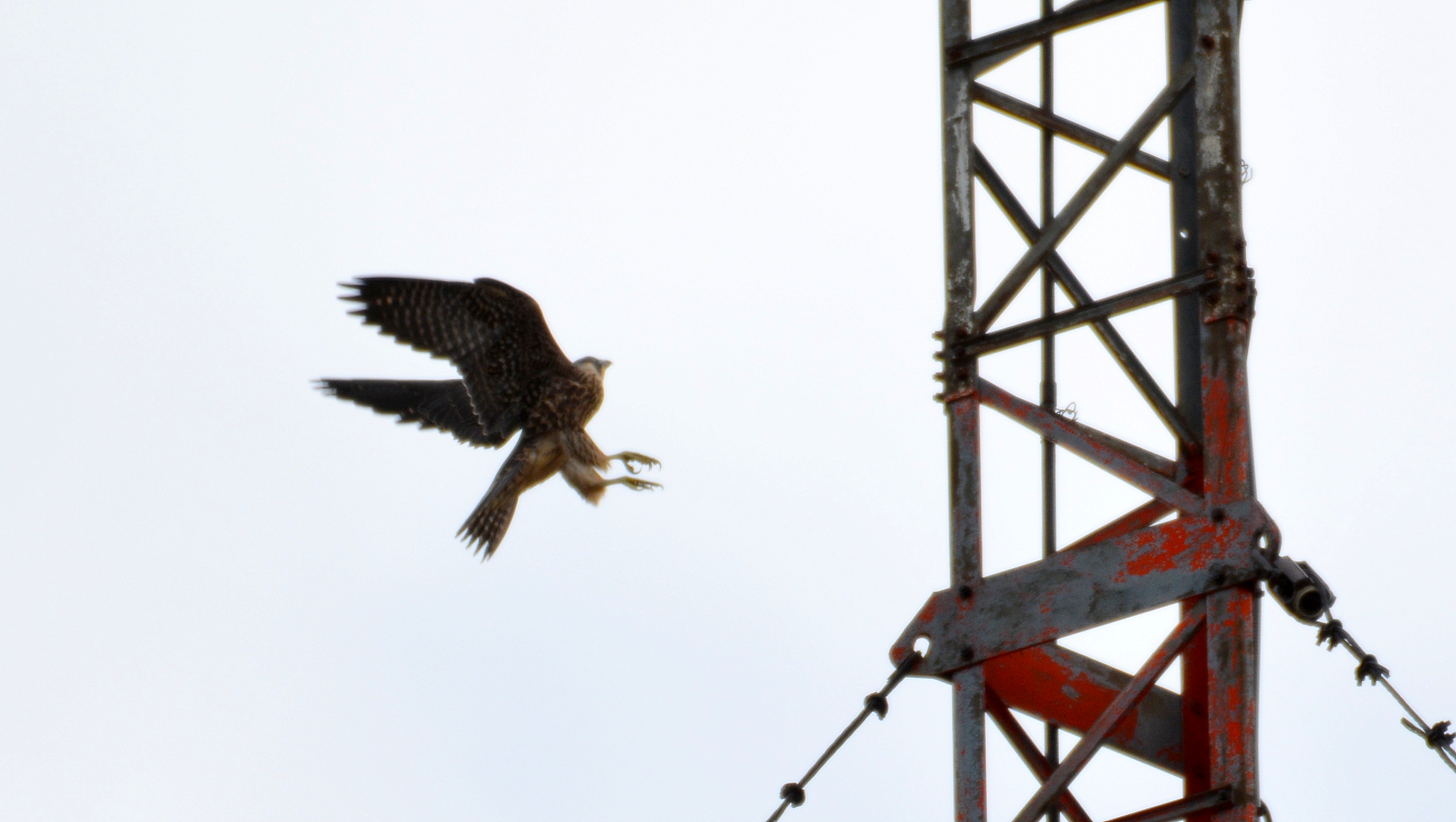 Coming in for a landing on the large antenna 