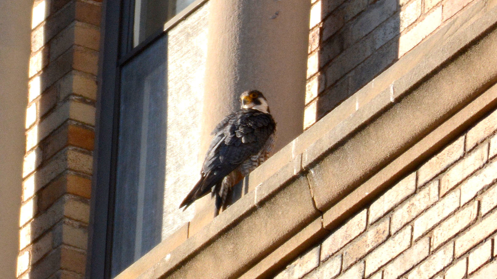 Ares keeps a low profile on a perch near the box