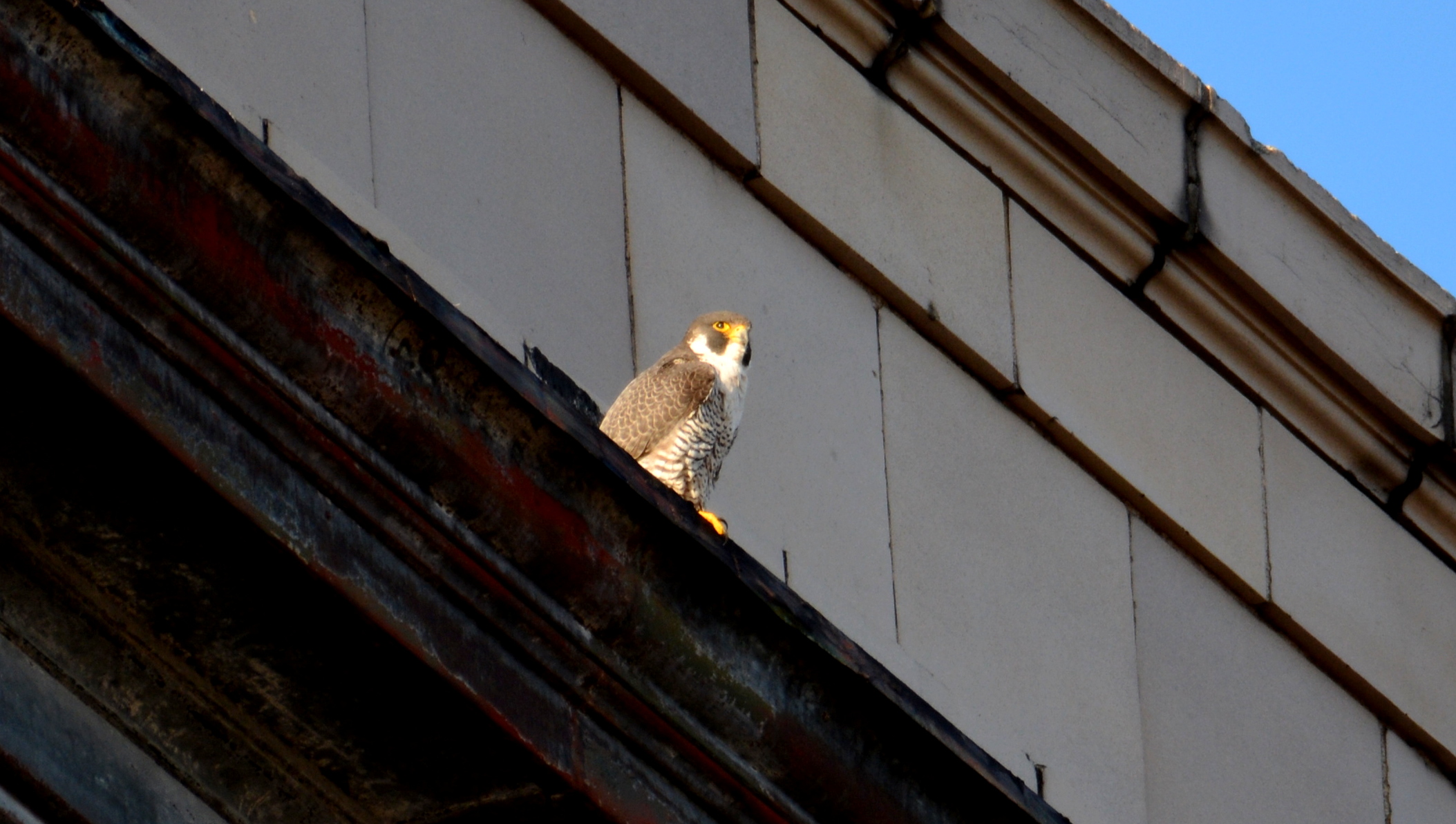 Astrid on the Hotel ledge