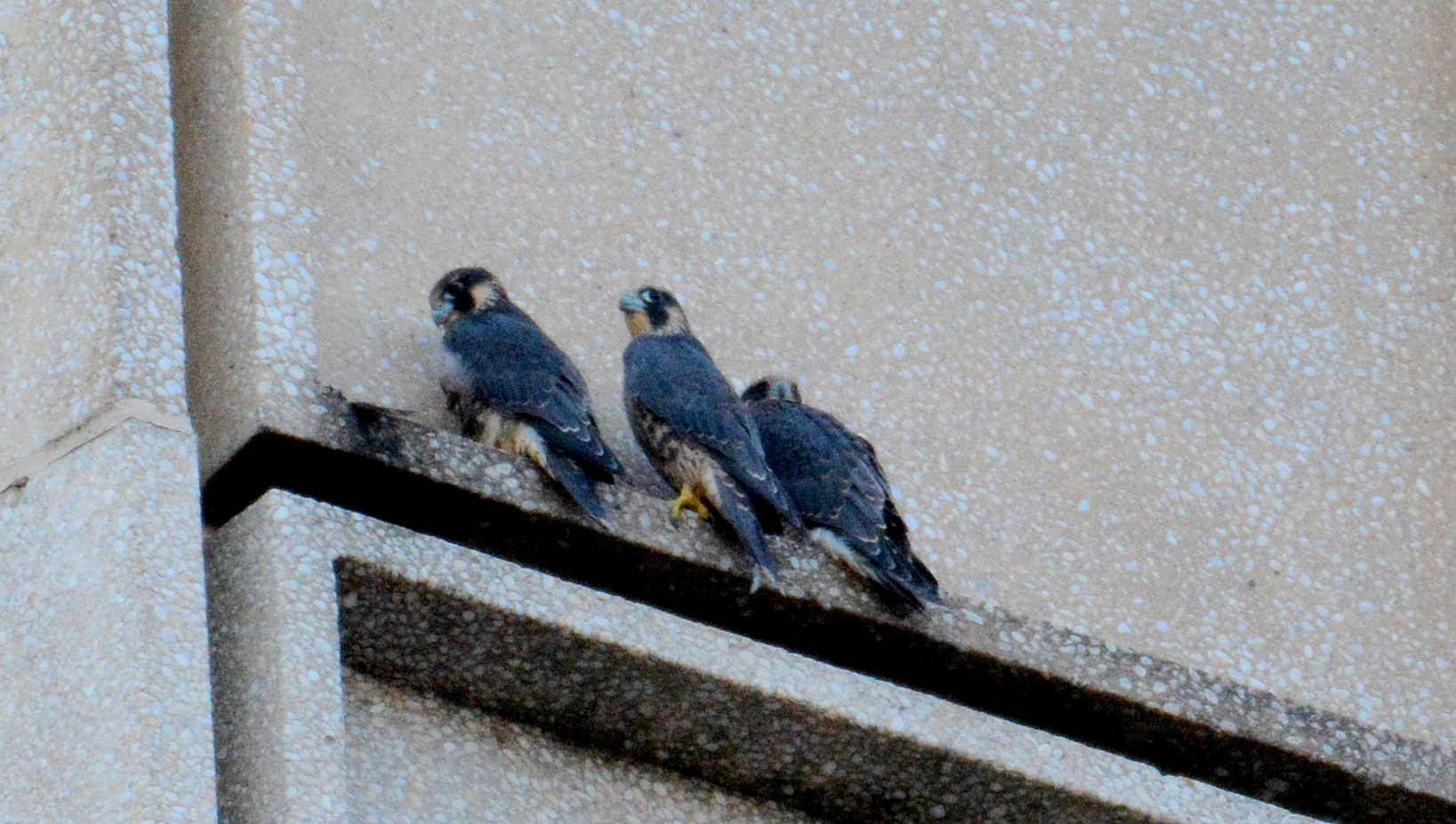 Three gather tight together before night fall 