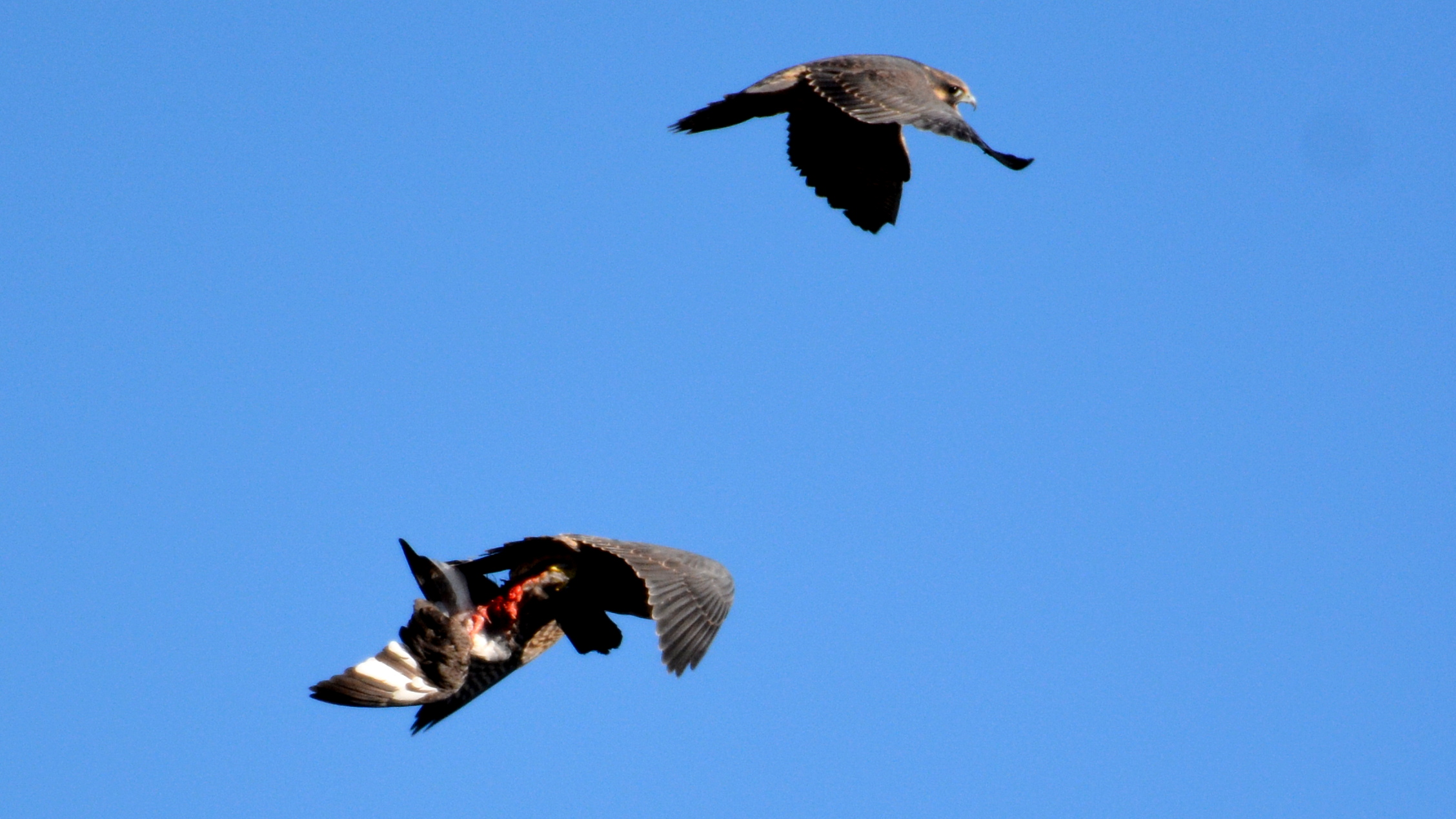 One of the boys flying in with prey - likely following a mid-air transfer