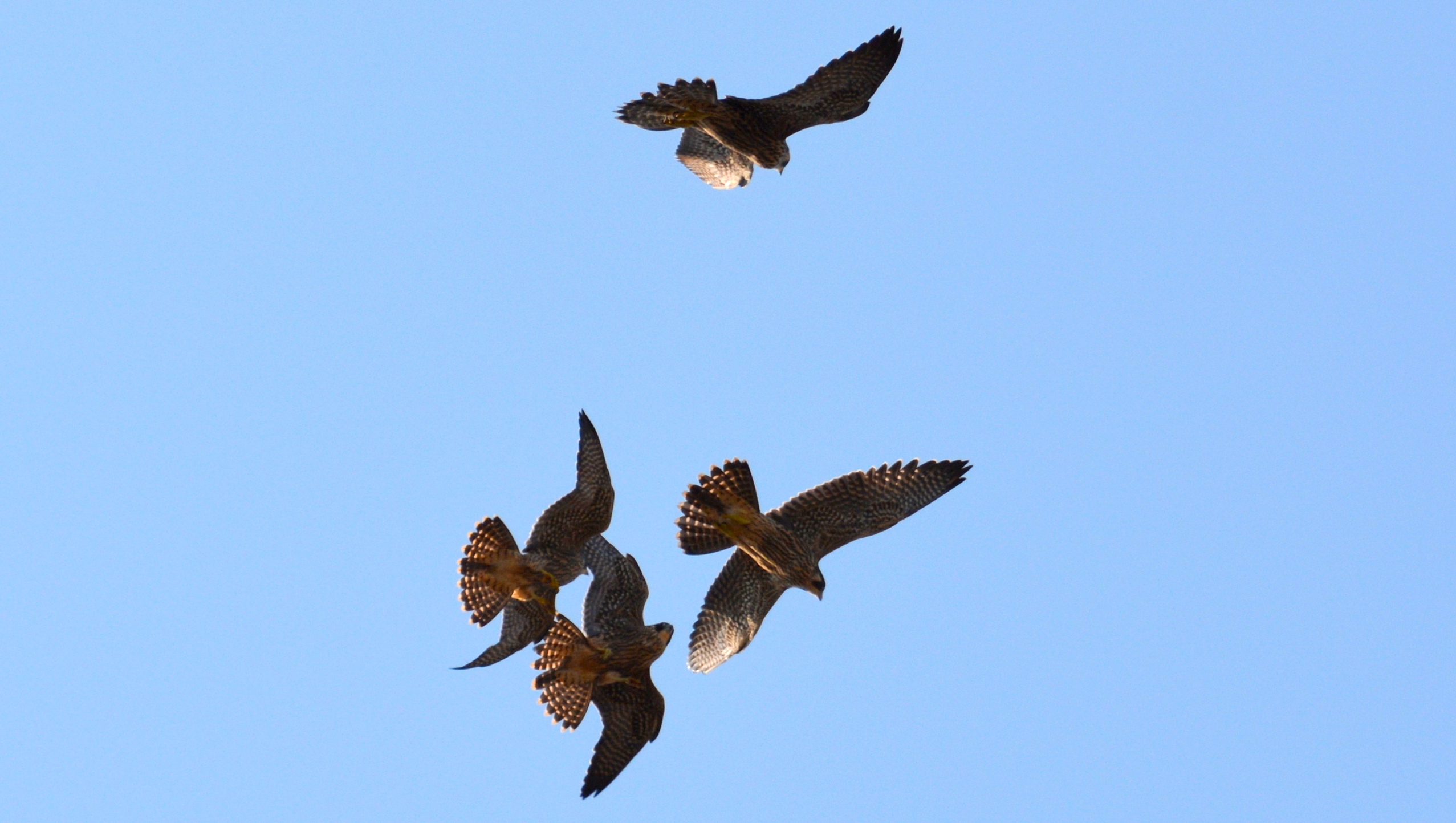 All four siblings fly and spar over the downtown area this morning 