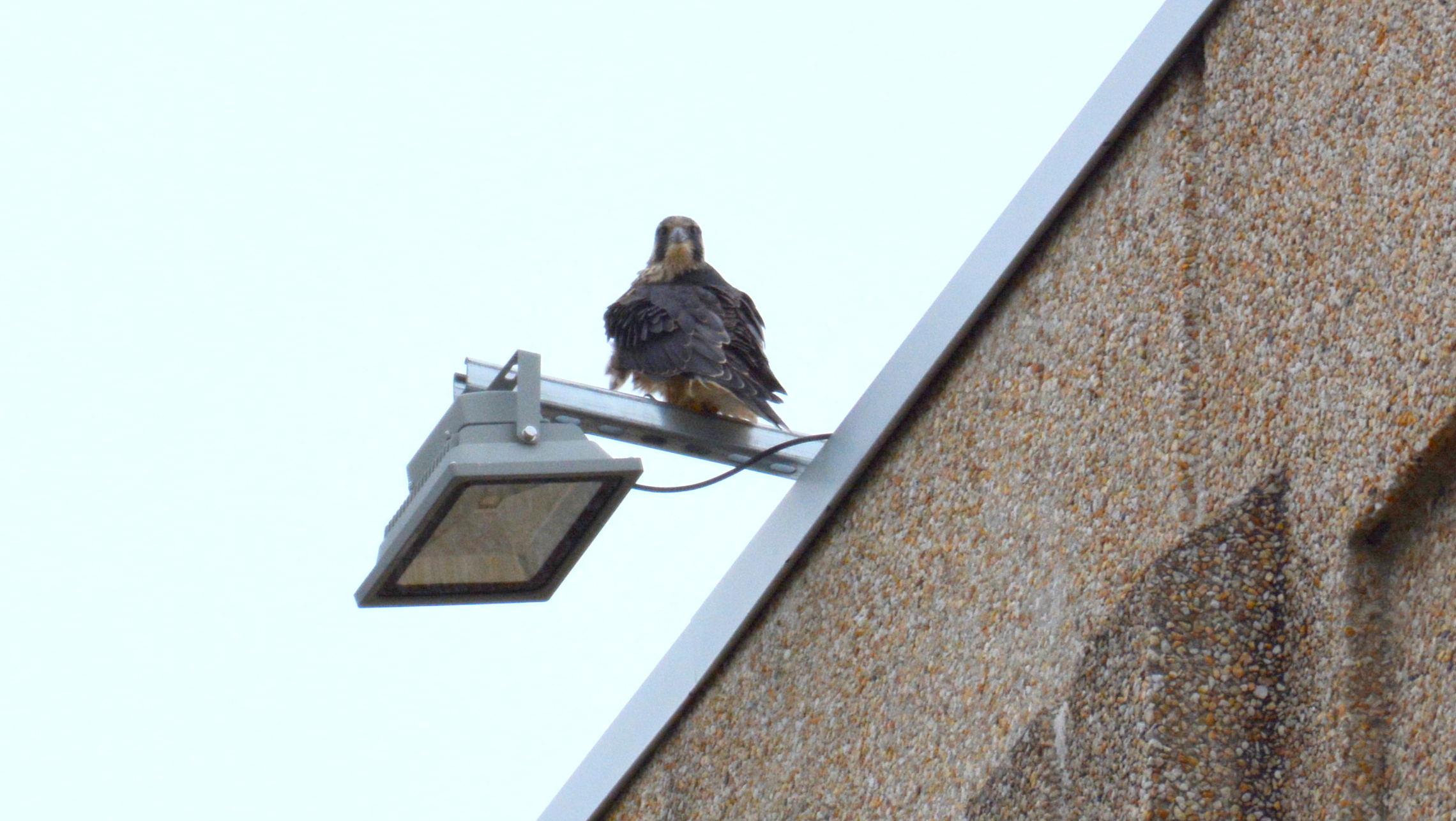 The light poles on the County Building make great perching places