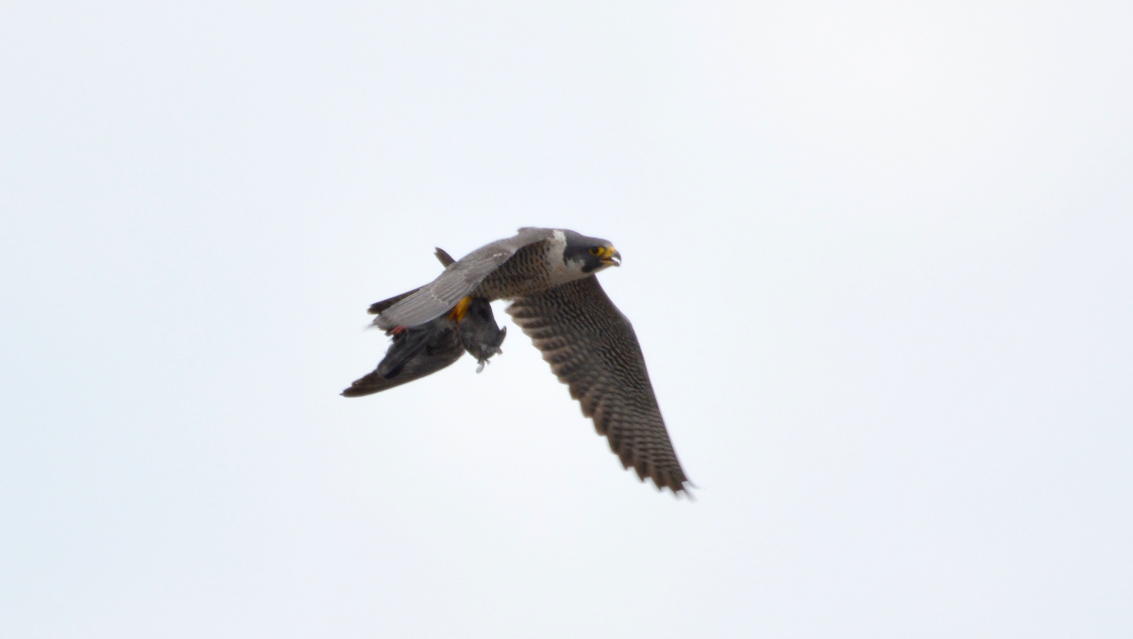 Astrid compels her young to fly by making them chase after her