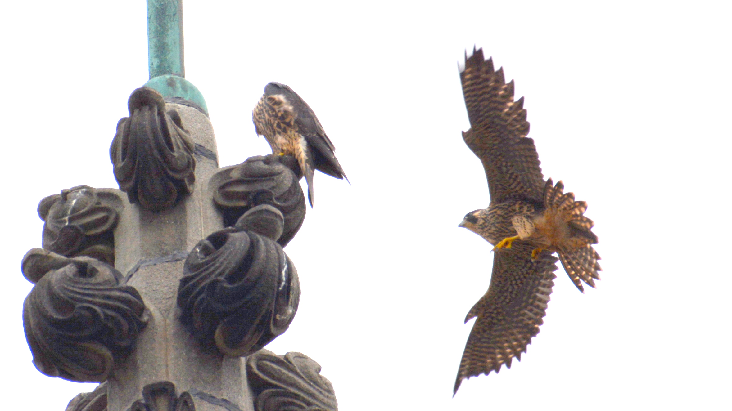 Landing on the steeple's highest [perch 