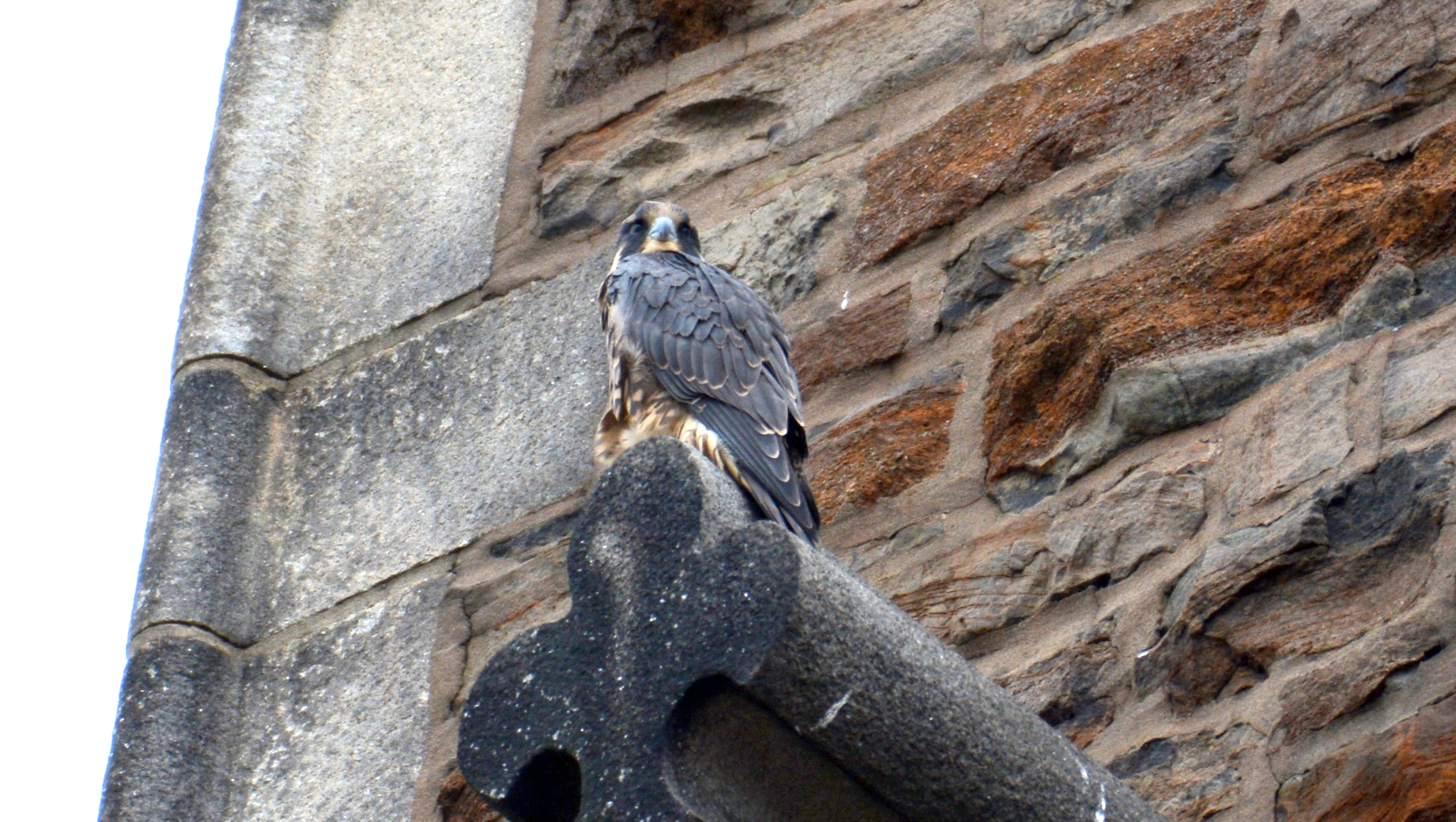 Perched on the lower steeple ledge