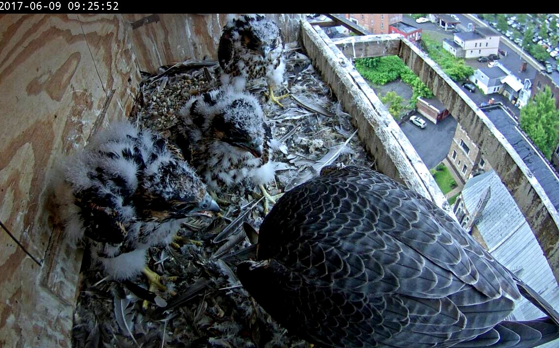 Lined up for an orderly feeding