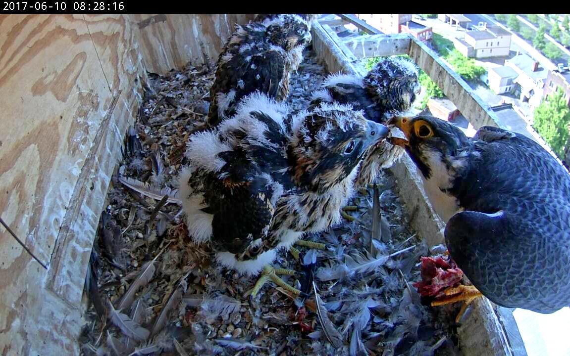 Ares doing a feeding from the lip of the nest box