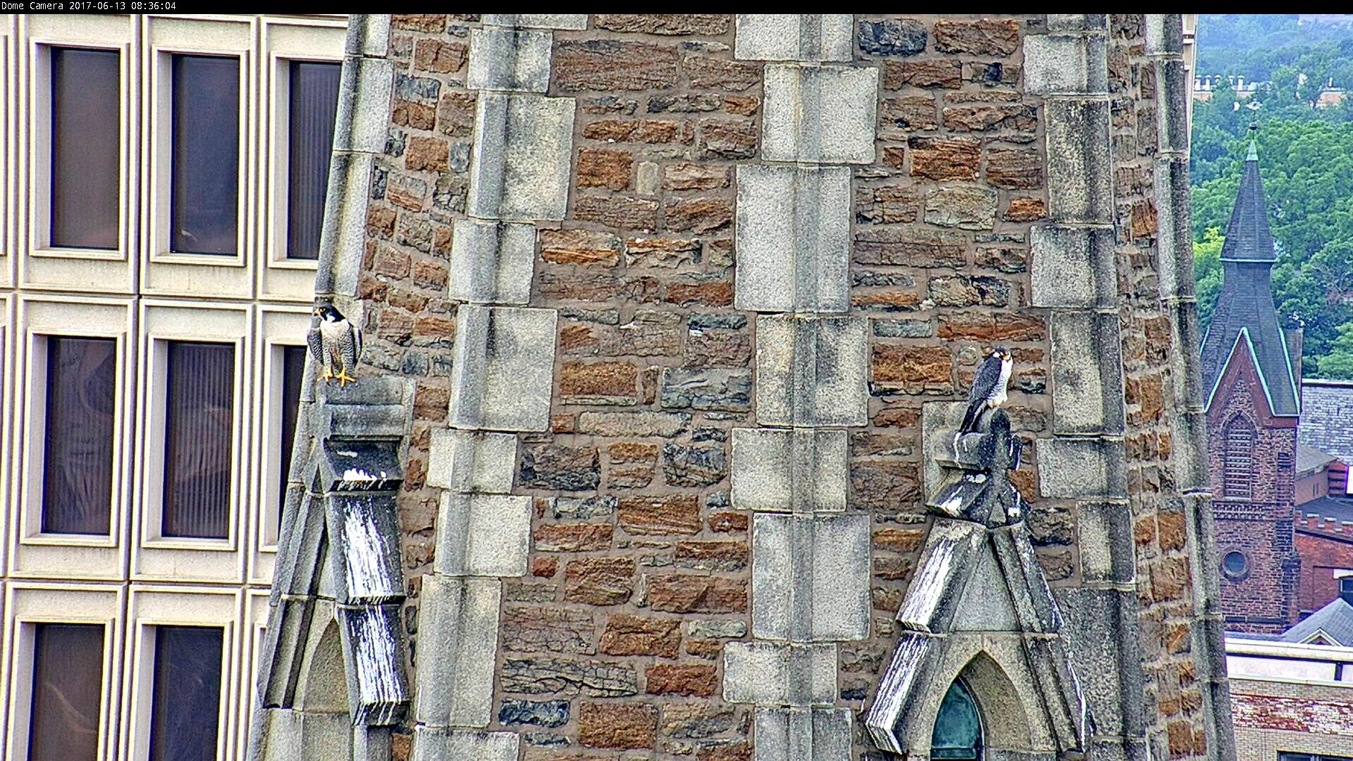 Astrid and Ares perched on the steeple