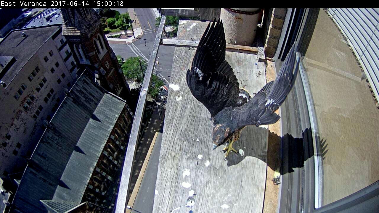 Wing exercising on the veranda