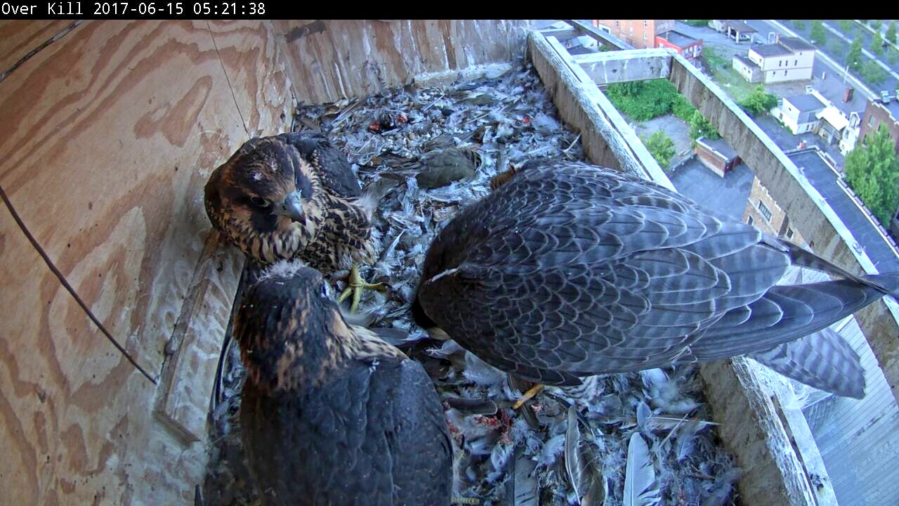 Astrid doing a feeding in the early morning