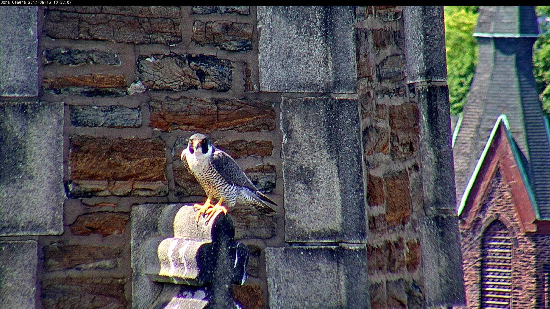 Astrid on the steeple and looking intense