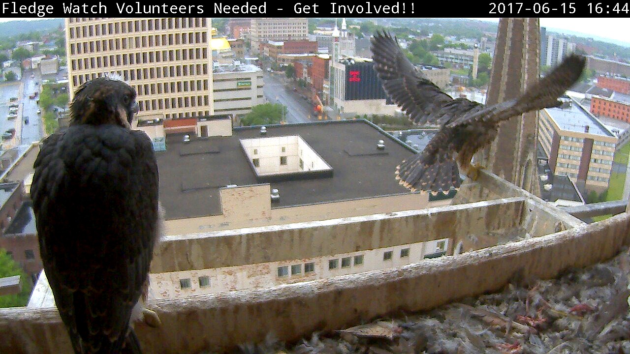 Zander flapping his wings while way out on the long perch