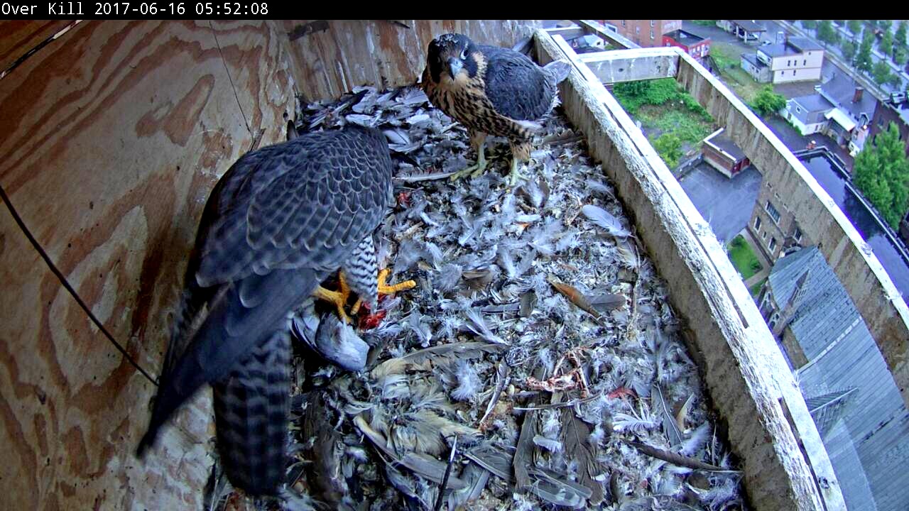 Sharing leftovers in the box