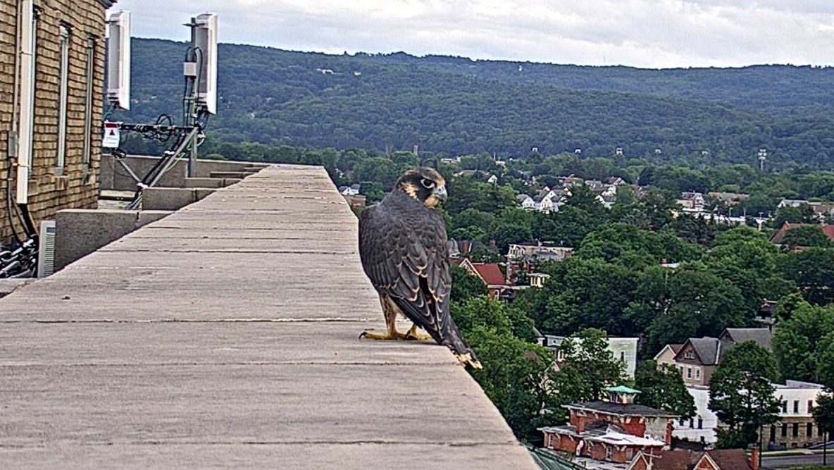 Zander's best landing was on the roof of the ADK Bank.